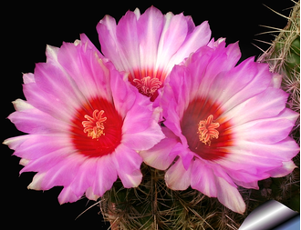 Thelocactus schwarzii - 5 семян