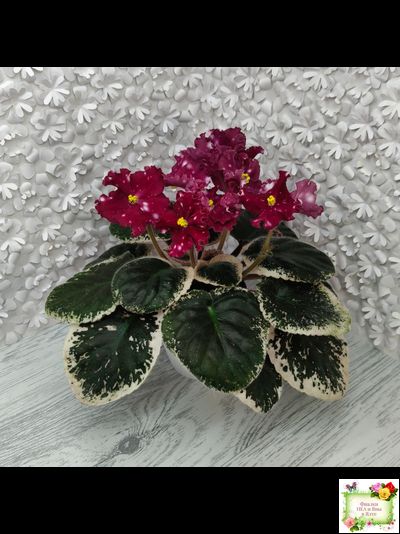 Rivermist Zeeva (J. Baker) (лист посажен 27/01/26)