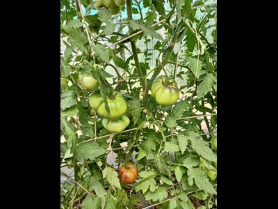 Томат Оранжево-красный Блюз (Orange red Blues)