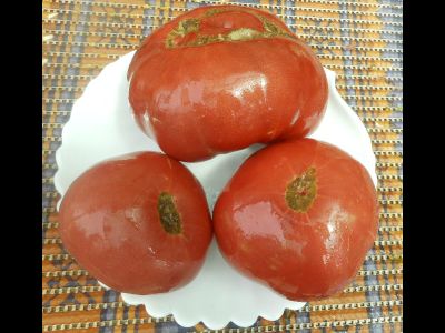 Томат Мир Марианны (Marianna's Peace)