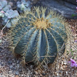 Ferocactus glaucescens - 5 семян