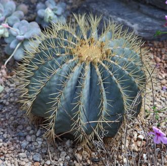 Ferocactus glaucescens - 5 семян