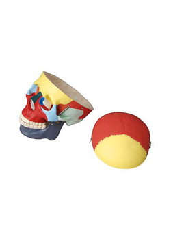 Модель "Череп человека с раскрашенными костями"