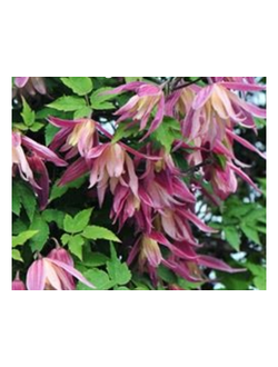 Княжик Janny (Дженни), контейнер р9,2л