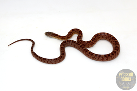 Крысиный полоз, Pantherophis obsoletus