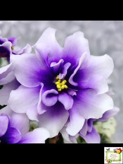 Р-Дурман (В. Зуб) 2020 г. (лист с детками укоренённый)