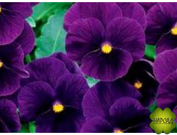 ВИОЛА РОГАТАЯ МНОГОЛЕТНЯЯ "СОРБЕТ XP ПАРПЛ"