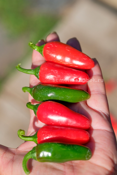 Перец острый Jalapeno Mini (Халапеньо Мини), 10 шт