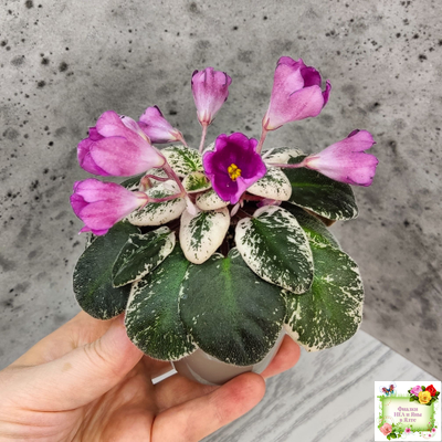 СК-Пангея (А.Кузнецов) 2014 г.