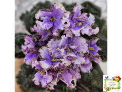 Leo-Древній Львів (Иваницкий)