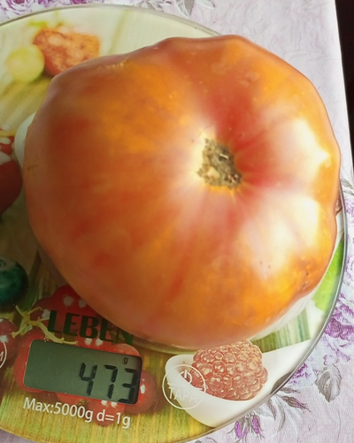 Томат Подари Мне День ( Make My Day), США