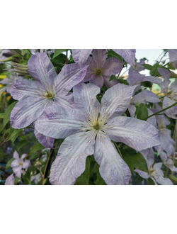 Клематис Мираж , контейнер р9