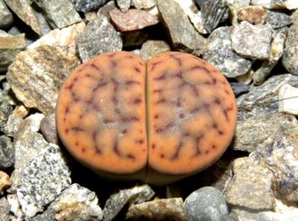 Lithops schwantesii 'triebneri' - 10 семян