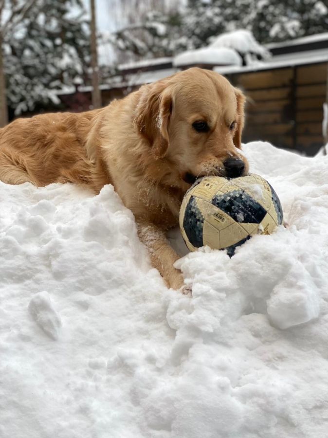 Русское Золото Леон Тим