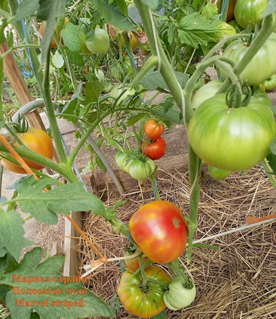 Томат Marvel striped (Полосатое чудо)