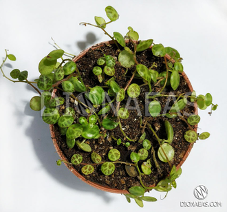 Пеперомия стелющаяся, Peperomia prostrata, ампельное растение