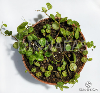 Peperomia prostrata - Пеперомия стелющаяся, Пеперомия плавленая