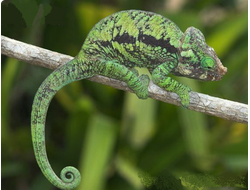 Хамелеон глобифер (Calumma globifer)