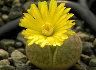 Lithops pseudotruncatella C070 (MG) - 10 семян