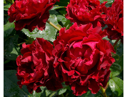 Оммаж а Барбара ( Hommage a Barbara, Heinz Winkler), Ч/Г, Delbard