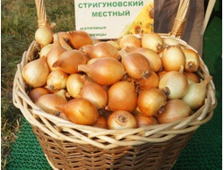 ЛУК "СТРИГУНОВСКИЙ" МЕСТНЫЙ