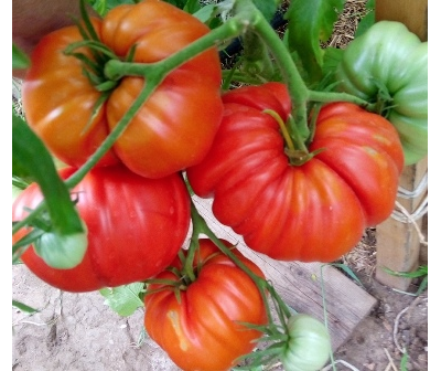 Томат Большие от Реми (Grosses de Remy, Франция)