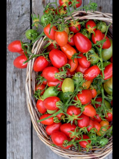 Томат Красный клык, 10 шт.