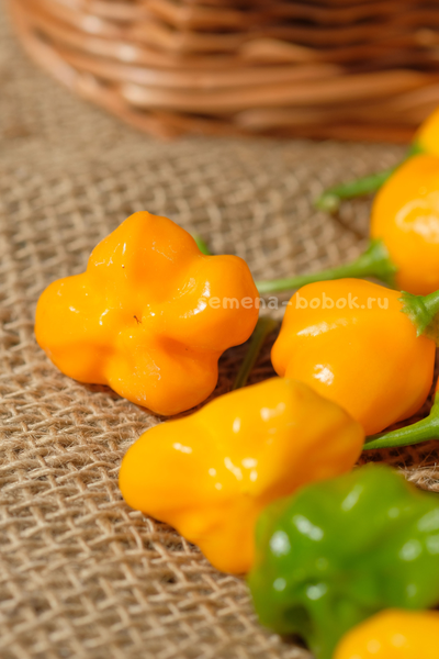 Перец острый Dulce Sol (Дольче Сол), 10 шт