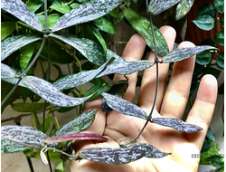 Hoya Sigillatis