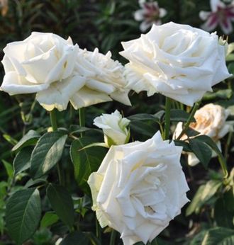 Боинг (Boeing), Ч/Г, Terra Nigra