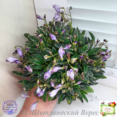 ЛЕ-Шотландский Вереск (Е. Лебецкая) мини трейлер