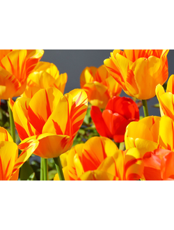 Алмазная картина (мозаика) &quot;Желто-оранжевые тюльпаны&quot; 30*40/40*50 см
