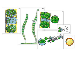 Модель-аппликация "Размножение многоклеточной водоросли" (ламинированная)