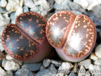Lithops aucampiae (Kuruman form) C173 (MG) - 10 семян