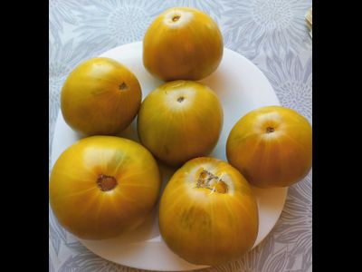 Томат  Золото Cherocee Green (Золото Чероки грин)