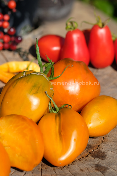 Томат Огненный гребень цвета Охра (Cresta di Fuoco), 10 шт
