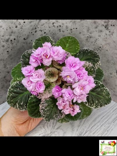 Rose Bouquet (G.T.Smith) (9028) 04/12/2001