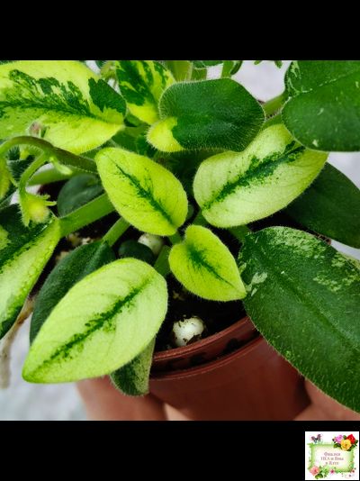 ГЕА-Я Подарю Вам Ландыши химера по листу трейлер