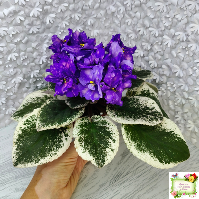 РС-Астролог (С. Репкина) 2020 г.