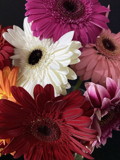 Гербера 5 шт