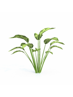 тропические Аглаонема