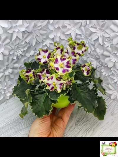 Лесной Царь (Кузина, Артемова) 2009 г. химера (стартер сорт)