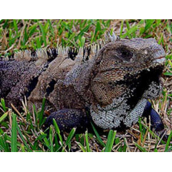 Игуана шипохвостая черная (Ctenosaura similis)