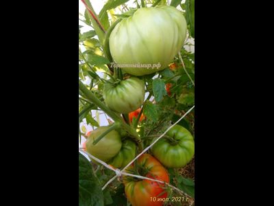 Томат Мегамутт (Megamutt , США)