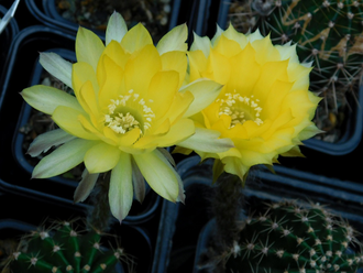 Echinopsis hybrid `Банан` - 10 семян