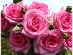 Беверли (Beverly ), Ч/Г, Kordes