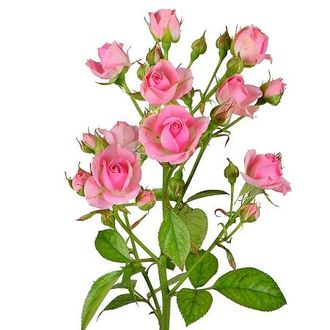 Розовые кустовые розы