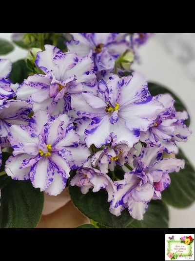 МК-Ветер Перемен (М. Карпова) химера стандарт (стартер сорт)