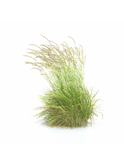 трава Вейник дикий 1