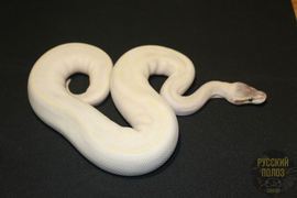 Королевский питон, Python regius, Ball Python
